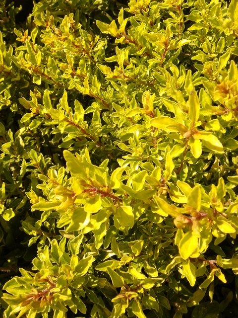 Origanum vulgare 'Gold'